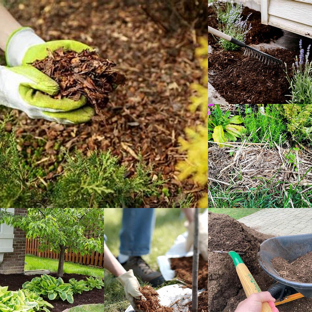 Apply Mulch Mulch can help retain moisture and prevent weed growth