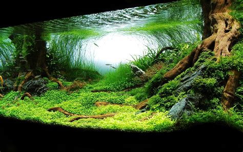 Aquarium Backgrounds with Natural Materials