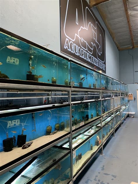 Aquarium Fish Depot