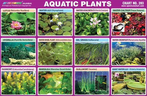 Aquatic Plants Chart