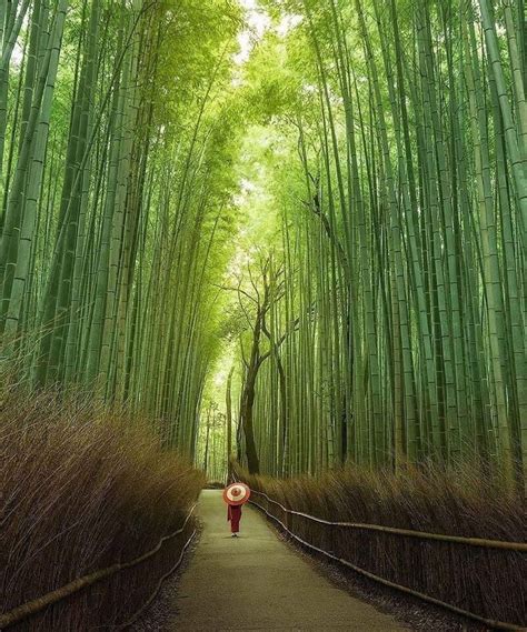Arashiyama, Kyoto Wisata Jalan Kaki di Kota-kota Jepang yang Sayang Dilewatkan