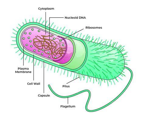Archaebacteria