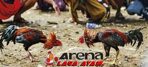 Arena Ayam Petarung Indonesia