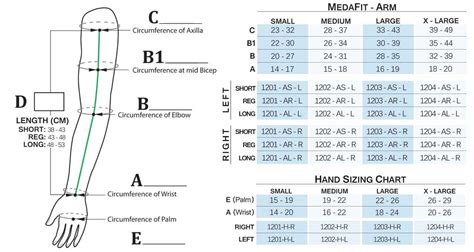 Arm Size Chart