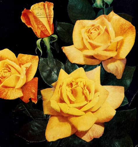 Armstrong Roses Catalog
