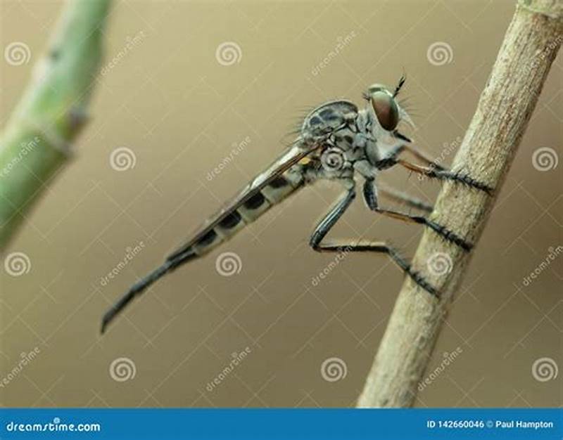 Assassin Fly Pattern