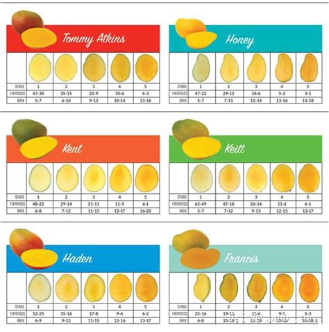 Ataulfo Mango Ripeness Chart