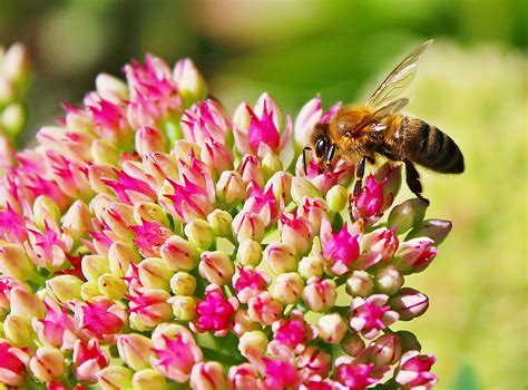 Attracting Pollinators