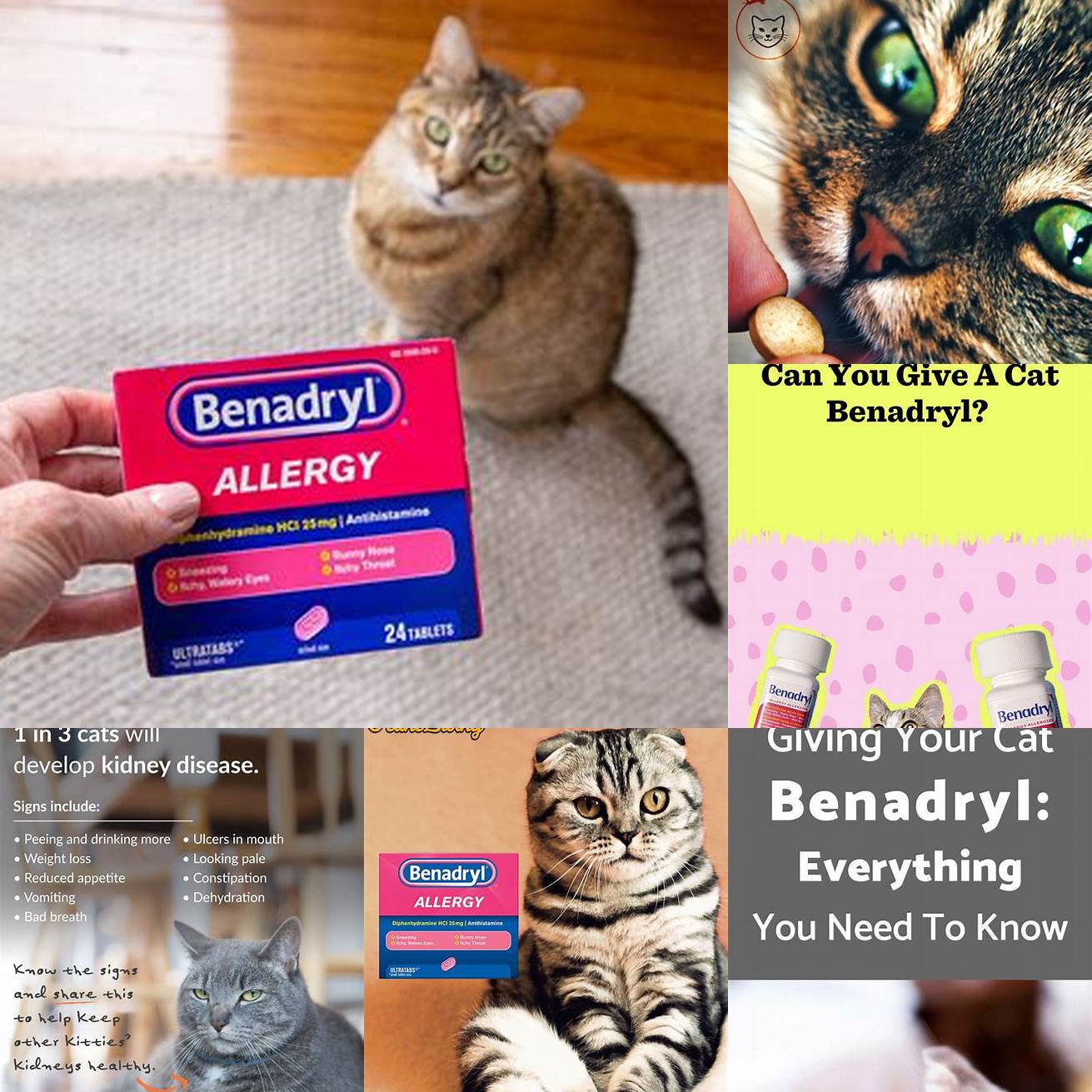 Avoid Giving Benadryl to Cats with Liver or Kidney Disease