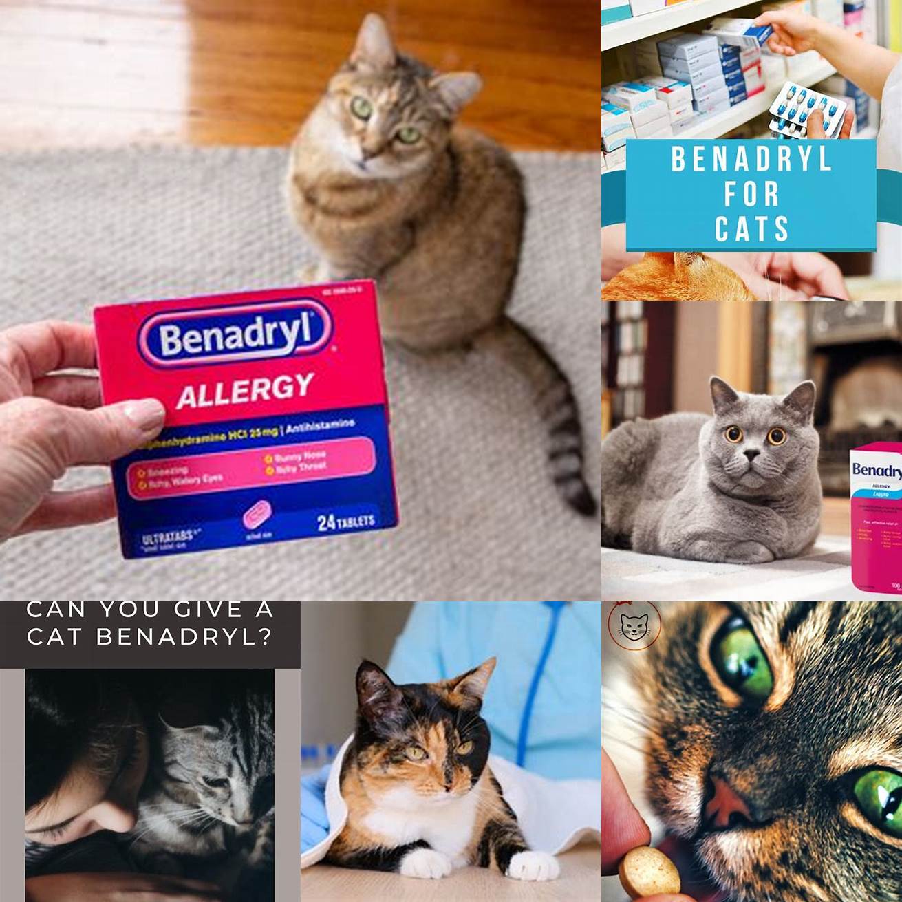 Avoid Giving Benadryl to Cats with a History of Allergic Reactions