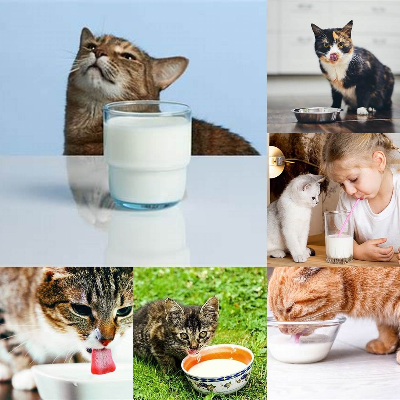 Avoid giving your cat milk as a regular part of their diet