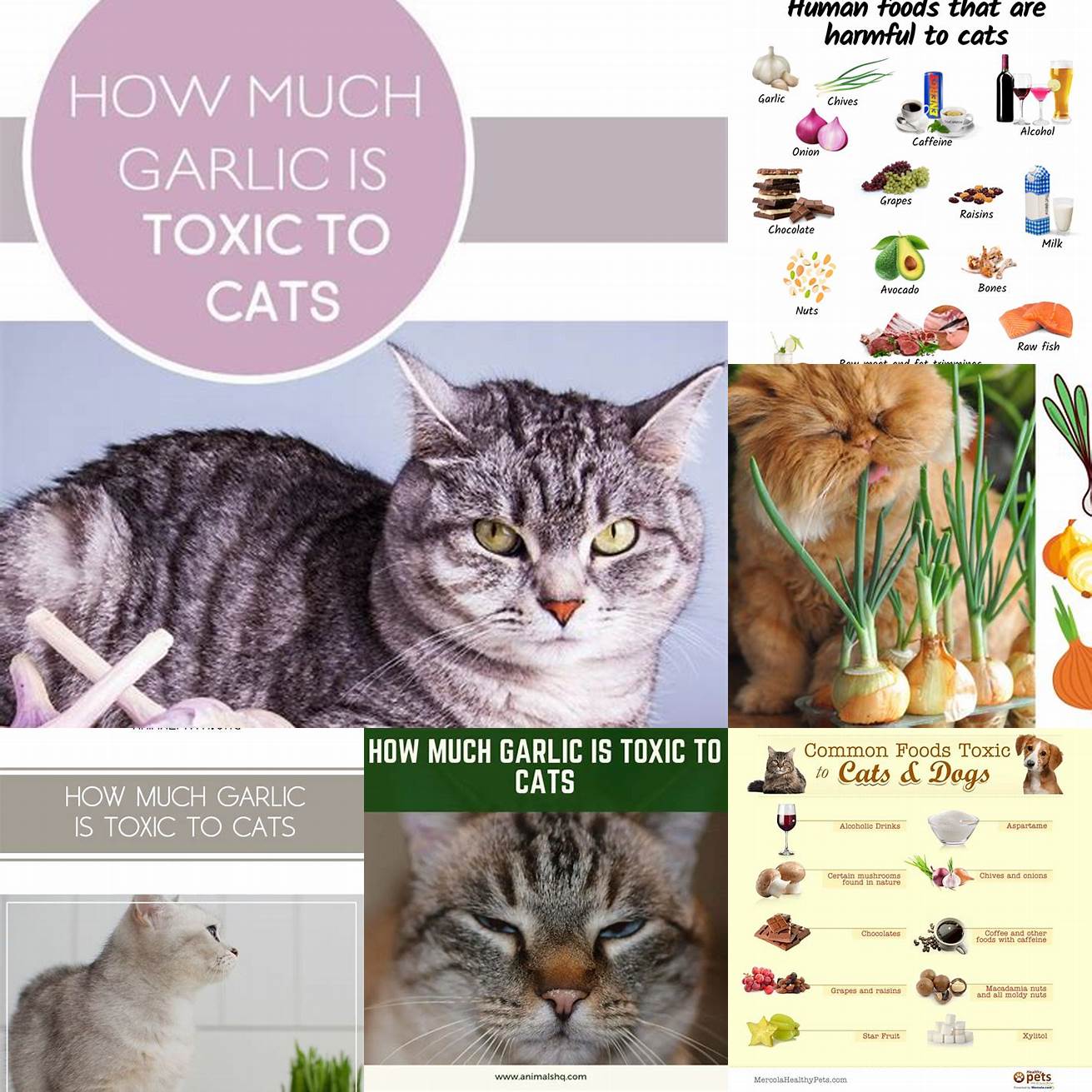 Avoid seasoning vegetables with ingredients that are toxic to cats like garlic or onion