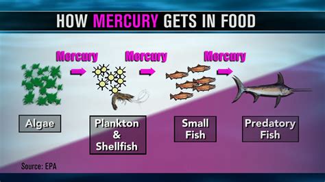 Awareness and Education to Control Mercury Contamination in Fish
