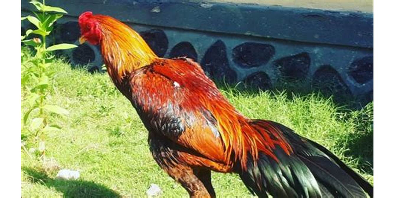 Ayam Bangkok Merah poultry