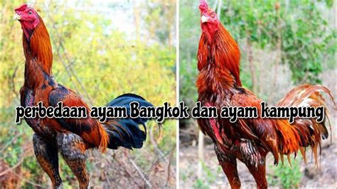 Ayam Jawa vs Bangkok Warna Kulit