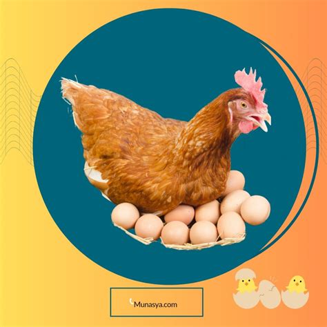 Ayam Mengerami Telur