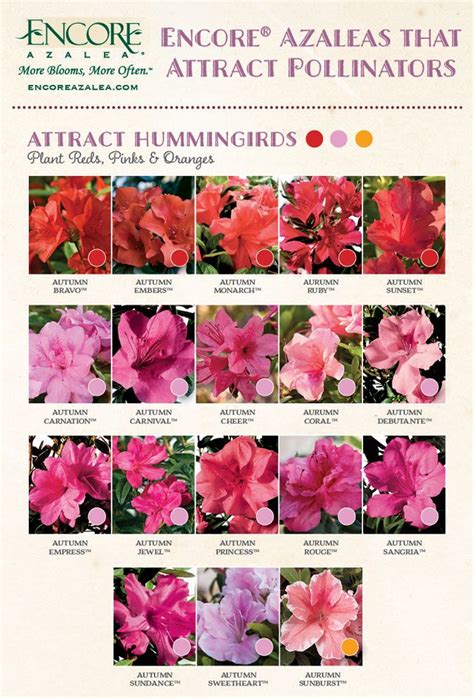 Azalea Color Chart