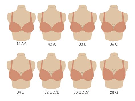 B Cup Sizes Chart