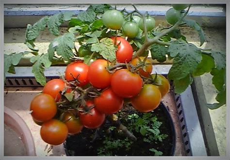 Buah Tomat di Tanaman Pot