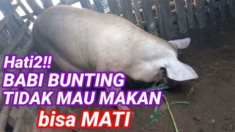Babi bunting di Indonesia