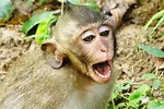 Baby Monkey Crying Water