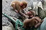 Baby Monkeys Playing