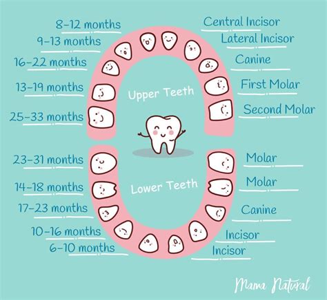 Baby Tooth Chart