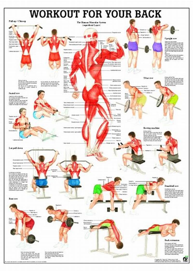 Back Workout Back Exercises Chart