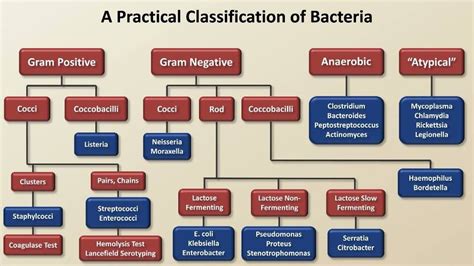 Bacteria Identification Chart