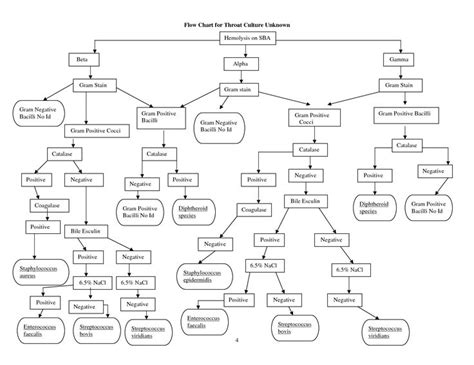 Bacterial Flow Chart