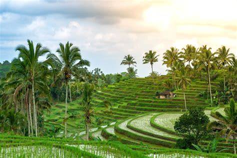 Bali Breeze
