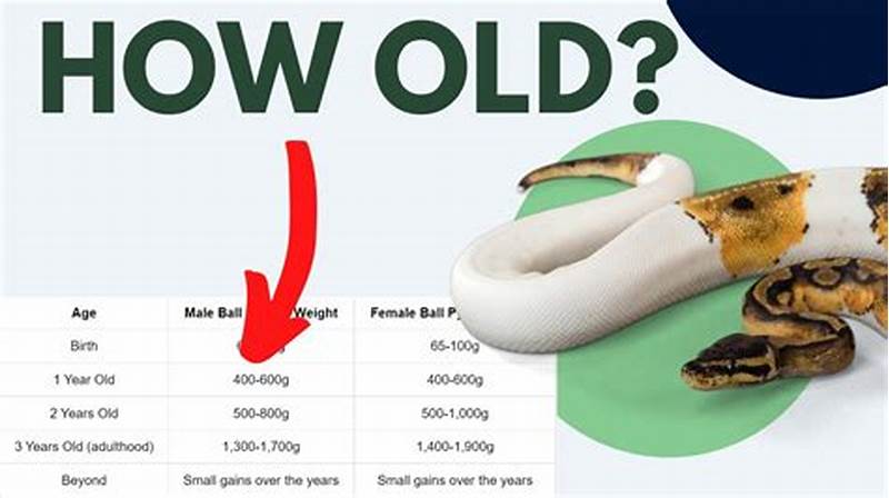 Ball Python Age And Size Chart