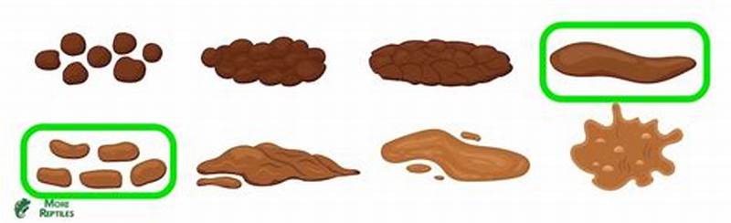 Ball Python Poop Chart