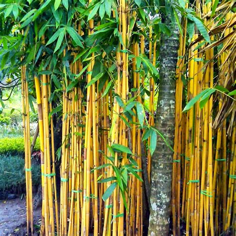 Bambu Air Kuning