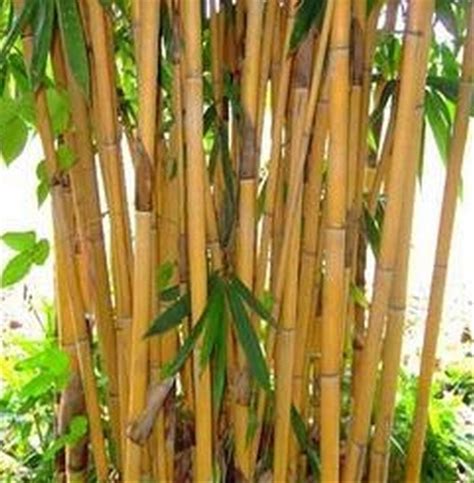 Bambu Kuning Indonesia