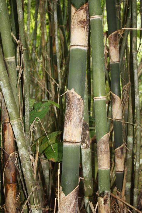 Bambu Mudah Pecah