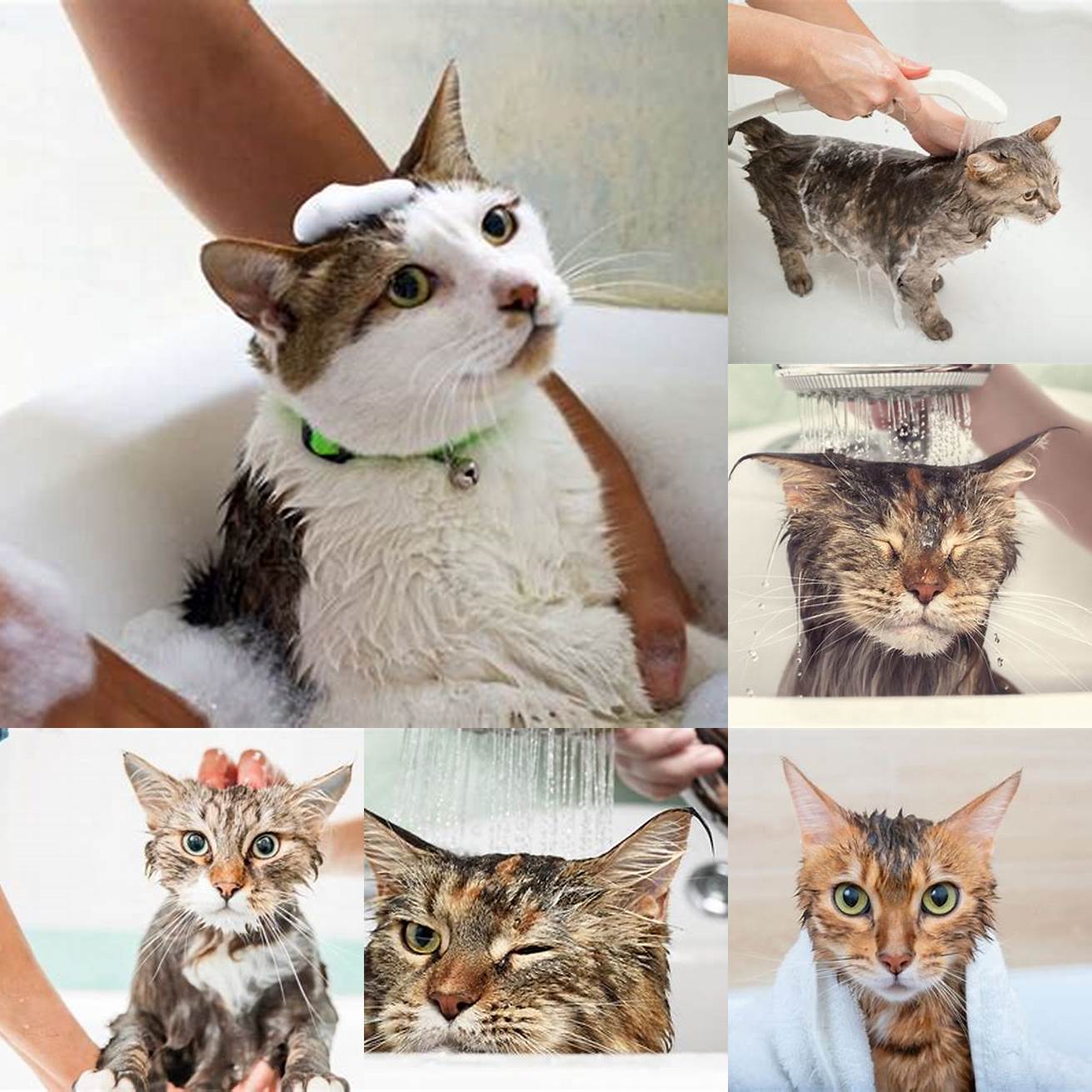 Bathe your cat with a moisturizing shampoo