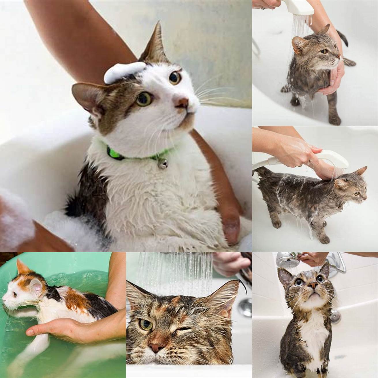 Bathe your cat