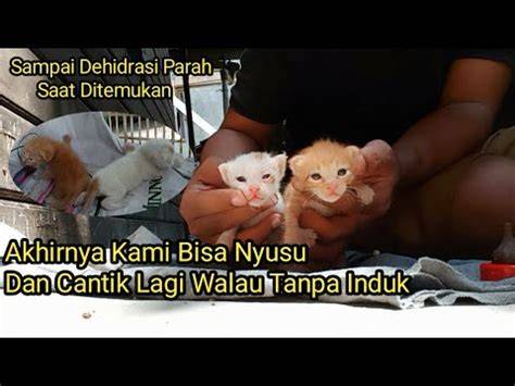 Bayi Kucing Dehidrasi