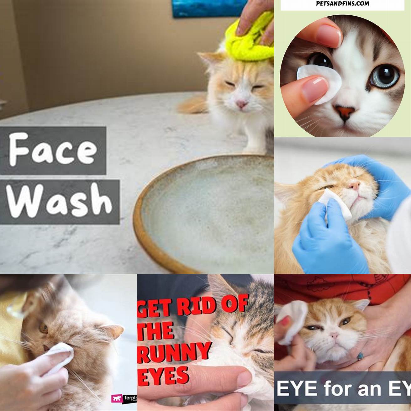 Be Careful When Cleaning Your Cats Eyes