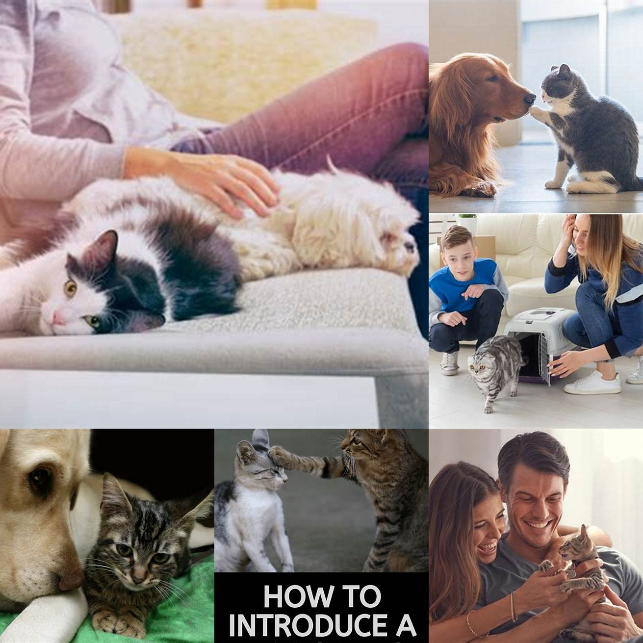 Be patient when introducing a new pet to your home