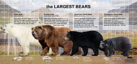 Bear Size Comparison