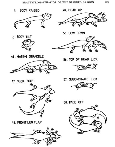 Bearded Dragon Behavior Chart