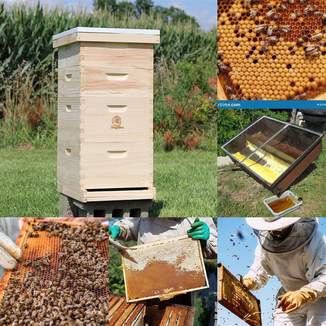 Beeswax and Honey Production