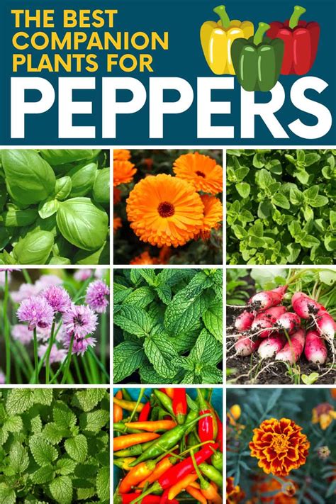 Bell Pepper Companion Planting Chart