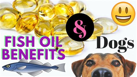 Benefits of fish oil for dogs