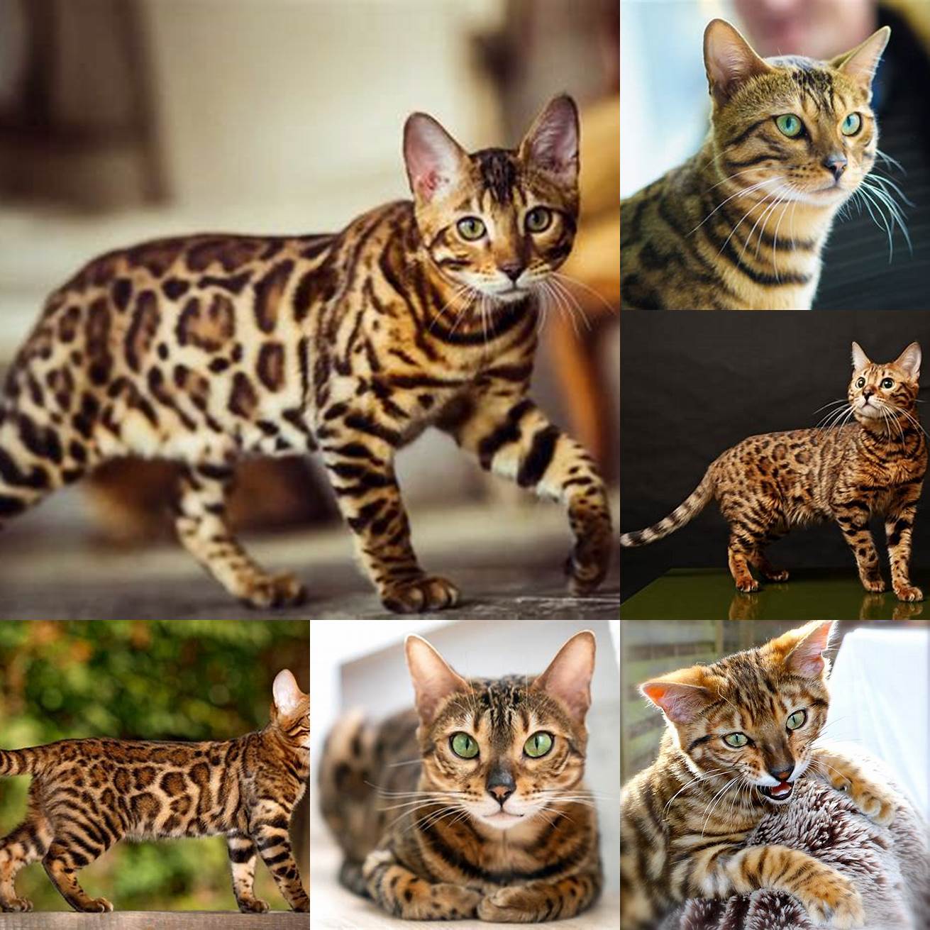 Bengal cats are highly intelligent and can be trained to do tricks and even walk on a leash
