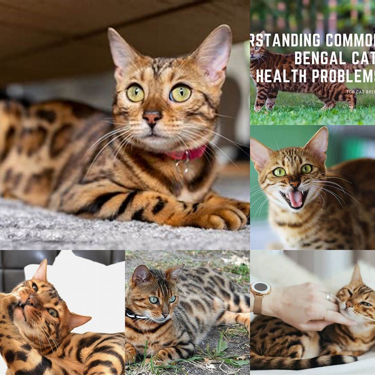 Bengal cats are prone to health issues