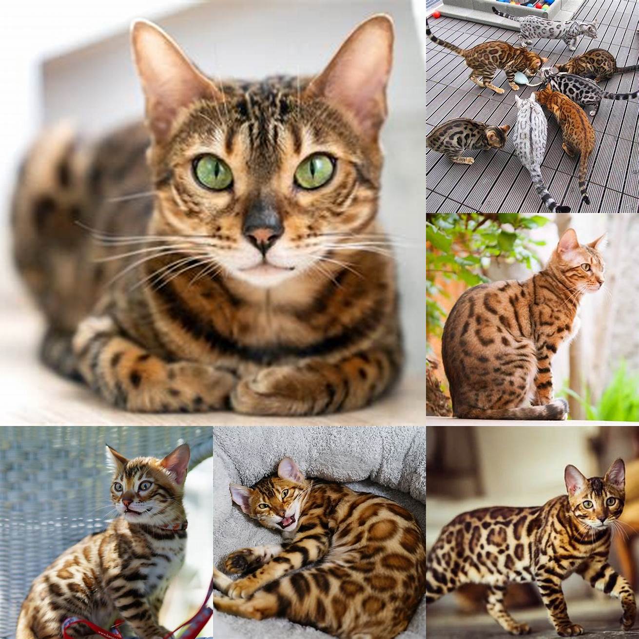 Bengal cats are social and enjoy human company