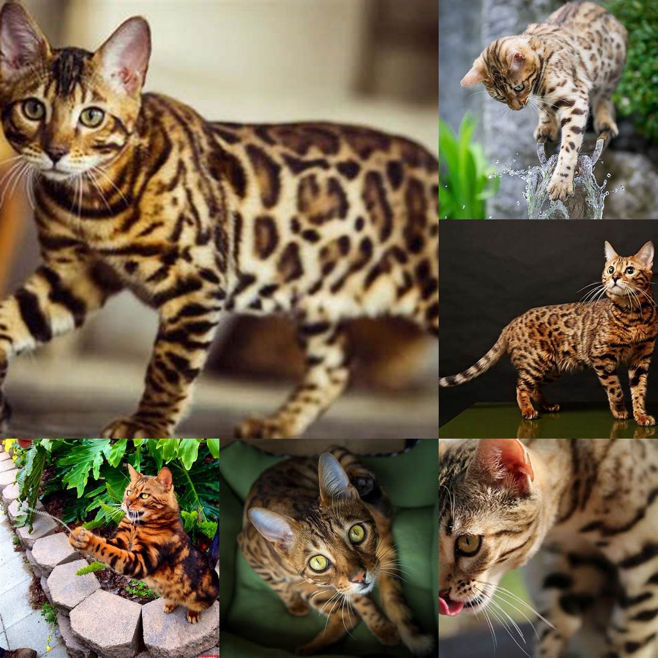 Bengal cats are very active and love to play